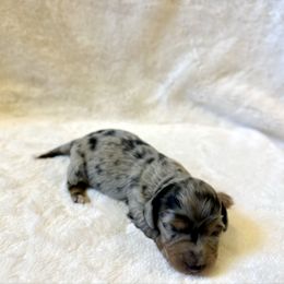 Elio - Dapple male Dachshund puppy in Stilwell, Oklahoma from Mountain Top Dachshunds