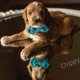 Goldendoodle Puppies from FrillyPaws Doodles