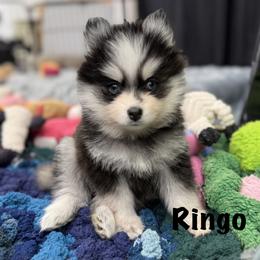 Ringo - Black and white male Pomsky puppy in Scandinavia, Wisconsin from Bonnie’s Little Fluffys