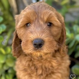 Bear - Red Australian Labradoodle puppy in Riverside, California from Sycamore Canyon Labradoodle
