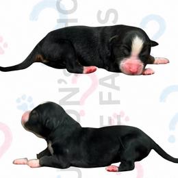 Oopsie - Black tri male Miniature Australian Shepherd puppy in Oronogo, Missouri from Dutton's Show Me Farms