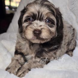 Spring - Merle male Cockapoo puppy in Cleveland, Georgia from Jam's Doodles And Poodles