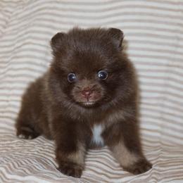 Cinder - Chocolate and tan female Pomeranian puppy in San Marcos, Texas from Hill Country Poms
