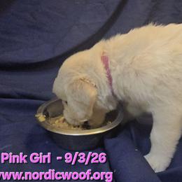Pink Girl - Light golden female Golden Retriever puppy in Peoria, Arizona from Nordic Woof's Golden Retrievers