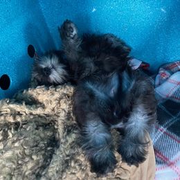 Miniature Schnauzer Puppies from Poplar Creek Miniature Schnauzers