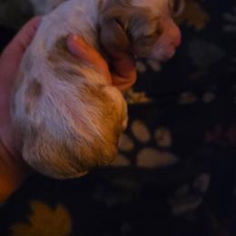 Boy 2 - Red and white male Basset Hound puppy in Princeton, Minnesota from Blissful Basset Hounds