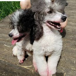 Poodles from Riverlea Kennel