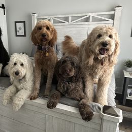 Goldendoodle All Grown Up from Doodles by Piper
