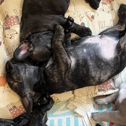French Bulldog Puppies from Ayala’s