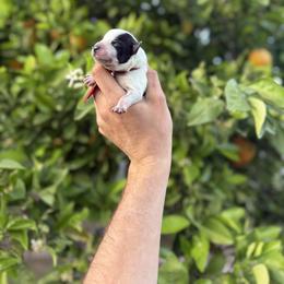 Hank - Blue male Australian Cattle Dog puppy in Surprise, Arizona from Copper State Cattle Dogs