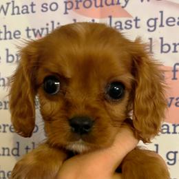 Cavalier King Charles Spaniel Puppies from Adelaide Cottage