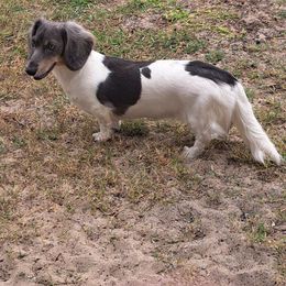 Jasmine - Dachshund