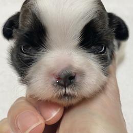 Shih Tzu Puppies from Willow Lane Shih Tzus