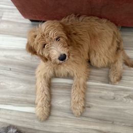 Shelley - Apricot female Goldendoodle puppy in Sarasota, Florida from Doodle Lovin