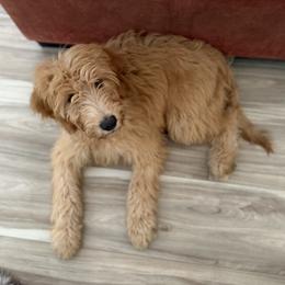 Shelley - Apricot female Goldendoodle puppy in Sarasota, Florida from Doodle Lovin