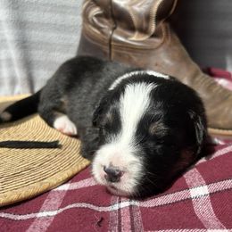 Boots - Black tri-color female Australian Shepherd puppy in Litchfield, New Hampshire from Aussies Edge Farm