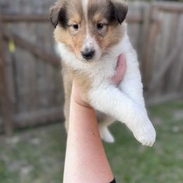 Mr. Black - Sable male Collie puppy in Tallahassee, Florida from Lampost Kennels