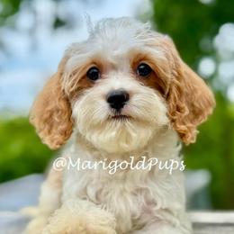 Ezra - Blenheim male Cavapoo puppy in Liberty, Missouri from Marigold Pups