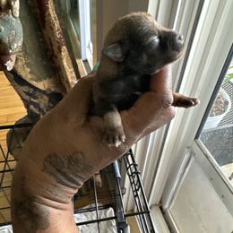 Miniature Schnauzer Puppies from Schnauzer,Schnoodles and Poodles Oh My!