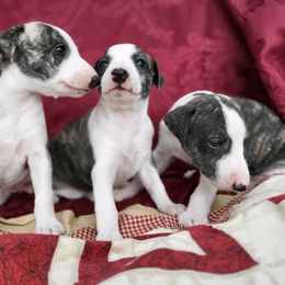 Whippet All Grown Up from Cheshire Whippets