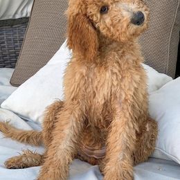 Goldendoodle Puppies from Sweets Doodles
