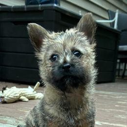 Cairn Terrier Puppies from Shining Waters Farm