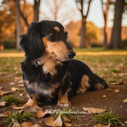Saoirse - Dachshund