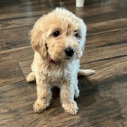 Aurora - Cream female Goldendoodle puppy in The Woodlands, Texas from Gracie's Goldendoodles and Bernedoodles