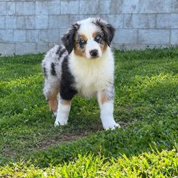Jewls - Blue merle female Australian Shepherd puppy in Cambridge, Ohio from Solis Performance Horses & Australian Shepherds