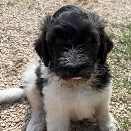 Zuzu - female Newfypoo puppy in San Antonio, Texas from Mammoth Doodles