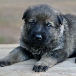Sable Male-1 - Sable male German Shepherd puppy in Cumming, Georgia from Cainedelup