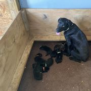 Mountain Cur Puppies from Walnut Ridge Mountain Curs