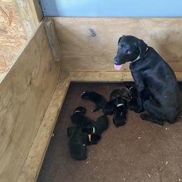 Mountain Cur Puppies from Walnut Ridge Mountain Curs