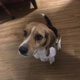 Max - Beagle