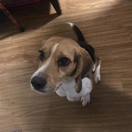 Max - Beagle