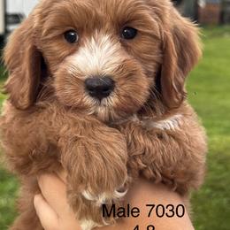 Milo - Red  male Goldendoodle puppy in Arcadia, Florida from KnuDawn Goldendoodles