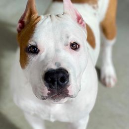 American Staffordshire Terrier Puppies from Liberty Am Staffs
