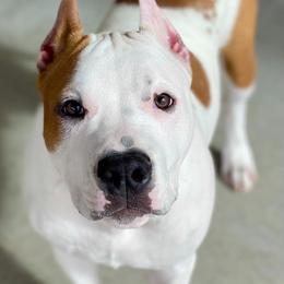American Staffordshire Terrier Puppies from Liberty Am Staffs