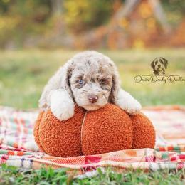 Aussiedoodle Puppies from Dani's Dandy Doodles