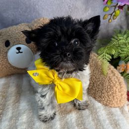 Pier - Parti male Yorkshire Terrier puppy in California from Yorkie & Maltese Royalty