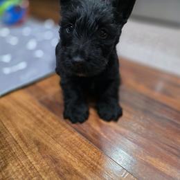 Sebastian - Black brindle male Scottish Terrier puppy in Seymour, Missouri from Fairview's Precious Pups