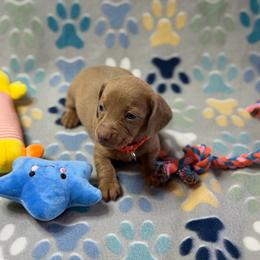 Izzy girl - Fawn (isabella) and tan female Dachshund puppy in Humble, Texas from A&B Mini Dachshunds