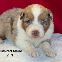 DR3 - Red merle female Australian Shepherd puppy in Ada, Ohio from Windy Hill Aussies