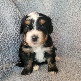 Boy 3 - male Bernedoodle puppy in Brea, California from River Doodles