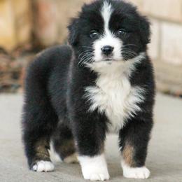 Arlo - Black tri male Miniature American Shepherd puppy in San Benito, Texas from Vaquera's Miniature American Shepherds