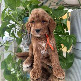Nova - Brown female Poodle puppy in Los Angeles, California from Exquisite Doodles