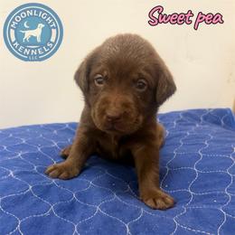 Sweet Pea - Chocolate female Labrador Retriever puppy in Elloree, South Carolina from Moonlight Kennels LLC