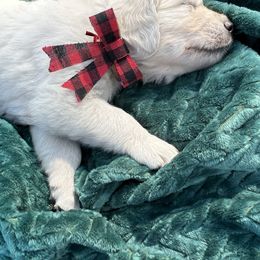 Golden Retriever Puppies from Journeyman Goldens