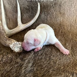 Labrador Retriever Puppies from TGO shed antler dogs