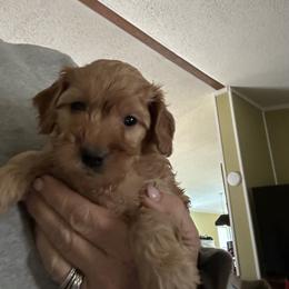 Fred - Red  male Goldendoodle puppy in Waynesboro, Virginia from Forest Creek Kennel